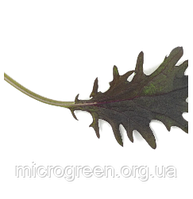 Семена Капуста Кейл (кале) Red Flame F1 микрозелень | беби листья | взрослая зелень (import) 10