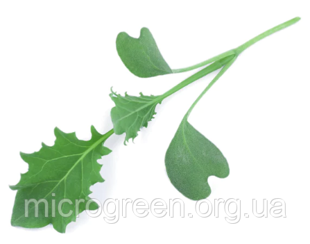 Насіння Капуста Кейл (кале) карликова синя кудрява мікрозелень | бебі листя | доросла зелень (import)