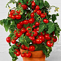 Томат Балконне диво 0,1гр WestGard, фото 2