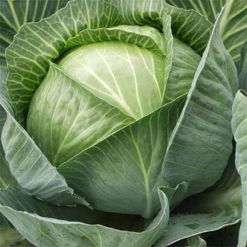 Насіння капусти Агресор F1 (50шт), фото 1
