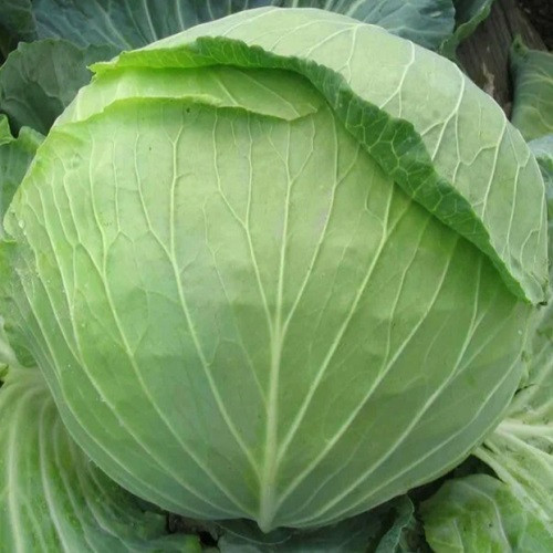 Насіння капусти Білосніжка (1 г), фото 1