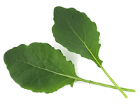 Семена Капуста Кейл (кале) Cavolo Nero Nero di Toscana микрозелень | беби листья | взрослая зелень (import)