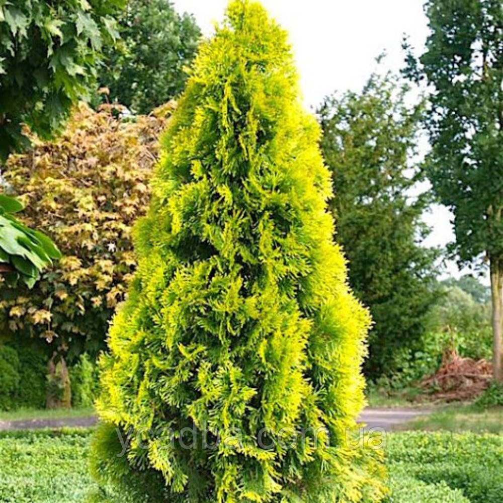 Туя західна Голден Смарагд (горщик 0,5л), фото 1