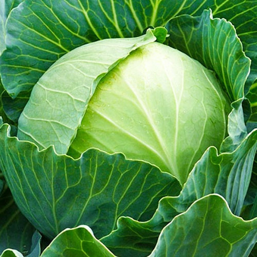 Насіння капусти Кам'яна голова (0,5г), фото 1