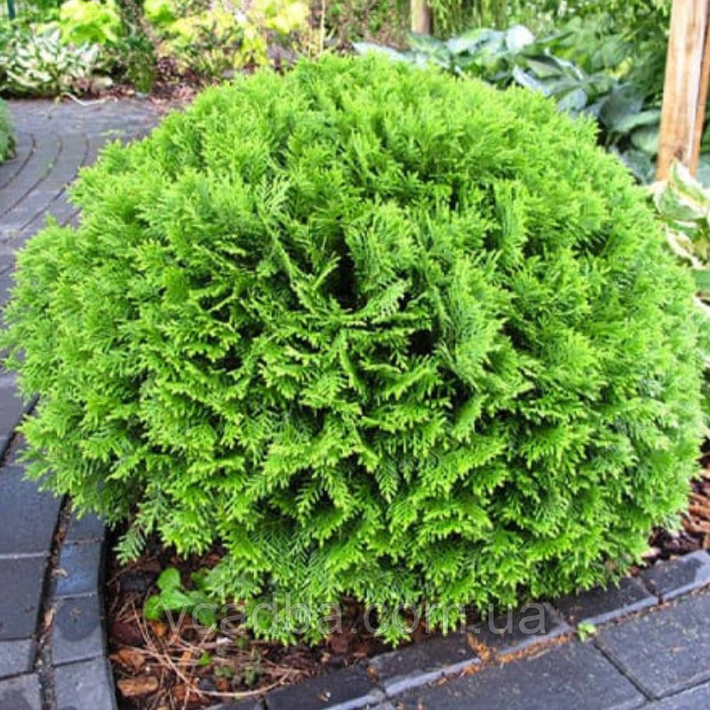 Туя західна Даніка (горщик 0,5л), фото 1