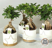 Фикус Микрокарпа в горшке (Ficus Ginseng Microcarpa) 13х35 см.