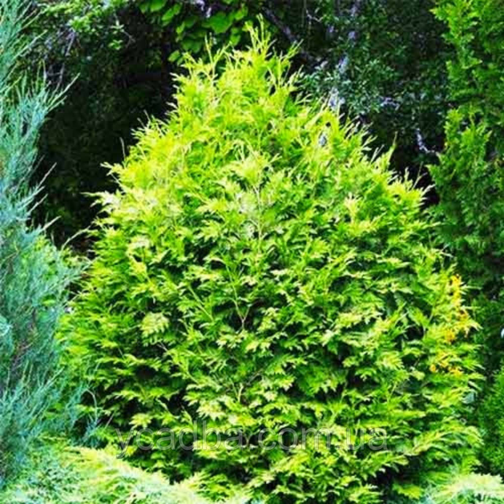 Туя західна Вареана Лютесценс (горщик 0,5л), фото 1