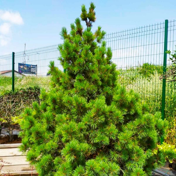 Саджанці Сосна Румелійська (Pinus peuce)