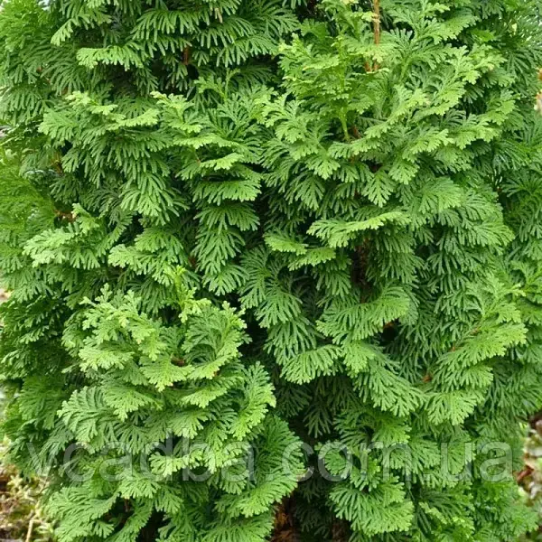 Туя західна Спіраліс (горщик 1,5л), фото 1