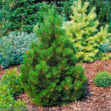 Саджанці Сосни білокорої гельдрейха Малинки (Pinus leucodermis (heldreichii) Malinki)