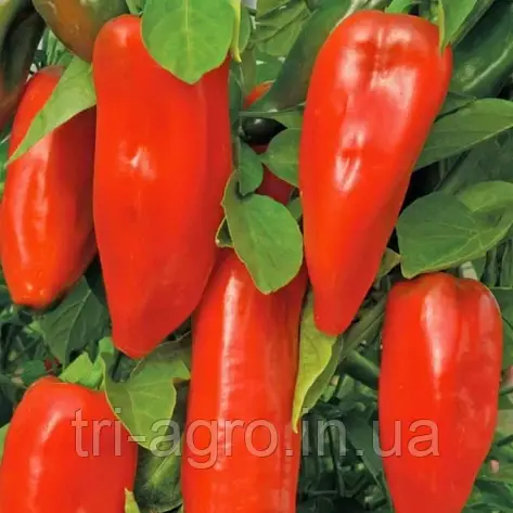 Перець солодкий Пастух 0,3г Традиція, фото 2