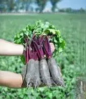 ТАУНУС F1 / TAUNUS F1 - Буряк Столовий, Bejo 50 000 шт