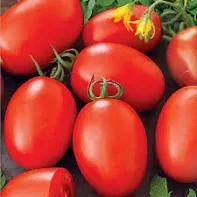 Насіння томату Діно F1, "Clause" (Франція), 500 шт фасовка - фото 1 - id-p2097957654