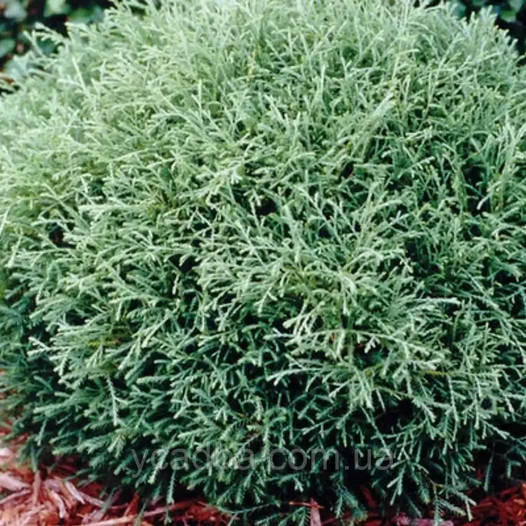 Туя Містер Боулінг Бол (горщик 0,5л), фото 1