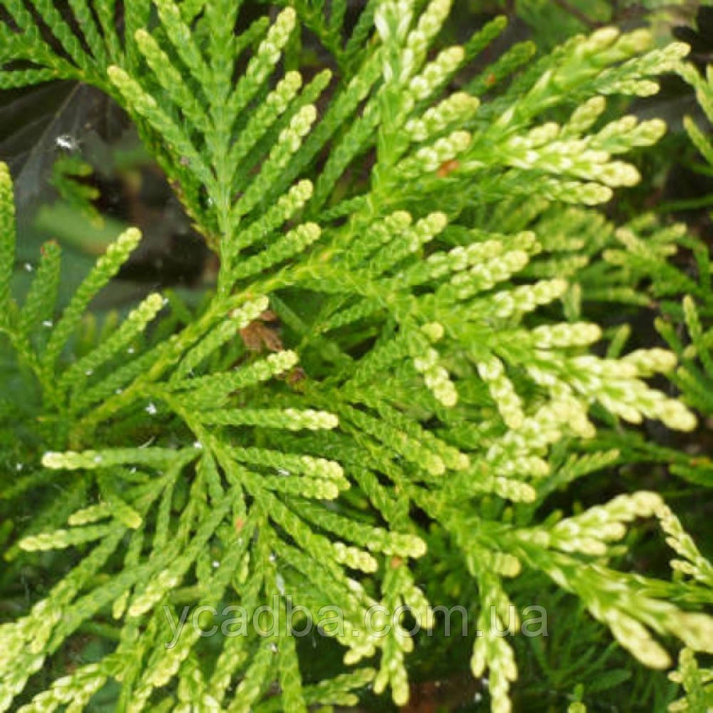 Туя західна Столвік (горщик 0,5л), фото 1