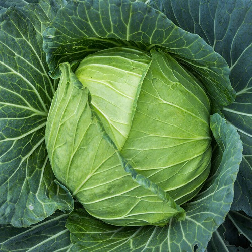Насіння капусти Колобок F1 (0,5г), фото 1