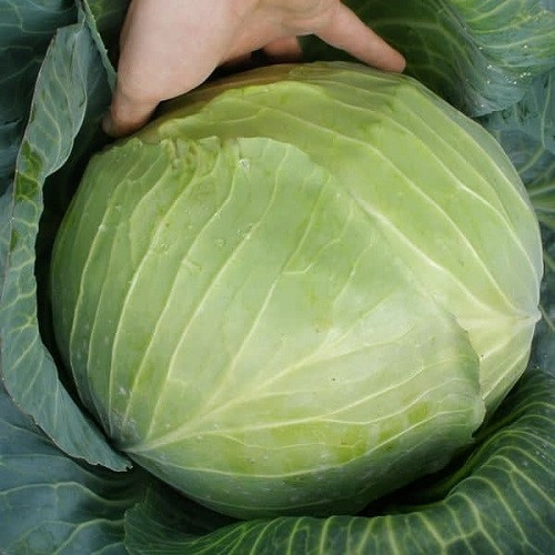 Насіння капусти Респект F1 (0,3г), фото 1