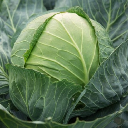 Насіння капусти Цукрова голова (0,5г), фото 1