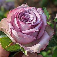 Роза чайно-гибридная Дольчетто (Dolcetto)