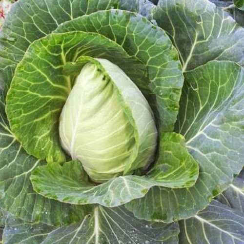 Насіння капусти Серце великого бика (0,5 г), фото 1