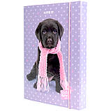 Папка для зошитів на гумці Kite Studio Pets SP23-210, картонна, фото 3