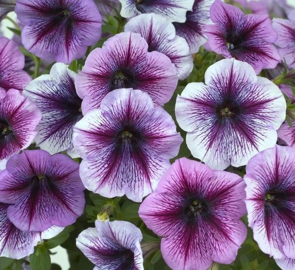 Петунія Fortunia Purple Vein