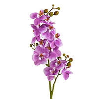 Орхидея "Фаленопсис", фиолетовая, 70 см Ku
