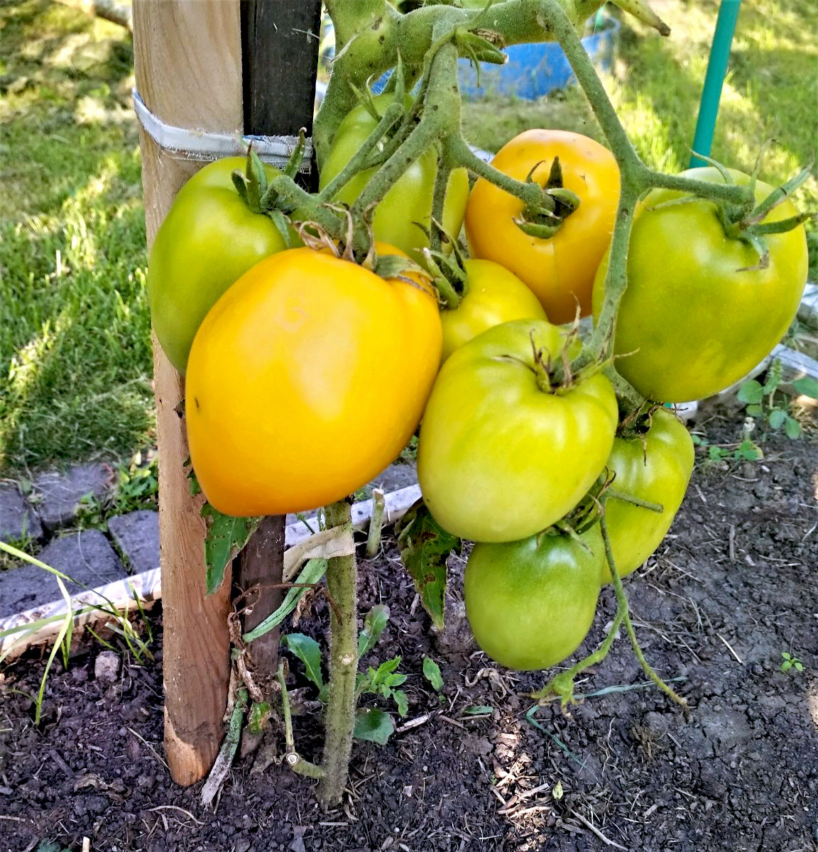 Насіння томату Буян (Боєць) жовтий 15 шт, фото 1