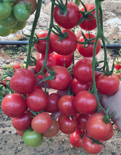 Насіння томату Мурзилка F1 10 нас, фото 1