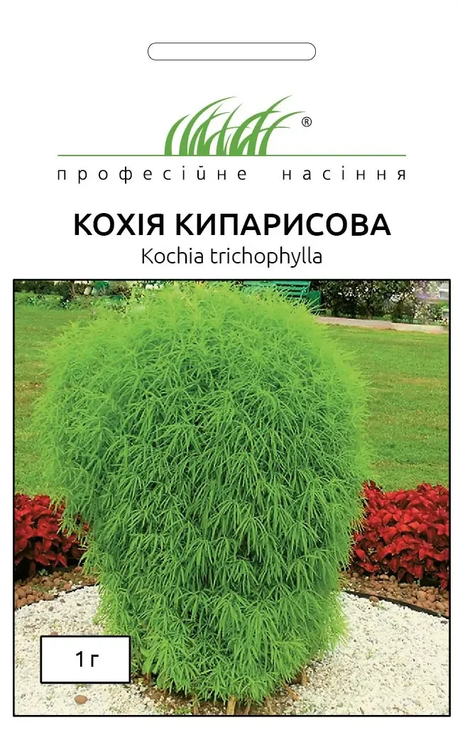 Кохія Кипарисова, 1г