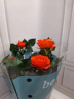 Розы, комнатные розы в горшке, комнатне цветущие розы в горшке (оранжевая)