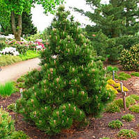 Саджанці Сосни білокорої гельдрейха Малинки (Pinus leucodermis (heldreichii) Malinki)