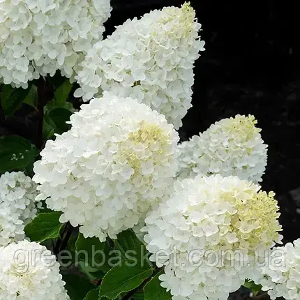 Гортензия метельчатая Саммер Сноу / Hydrangea Living Summer Snow (белая), 2 годовалая, контейнер 2 л - фото 1 - id-p2098315949