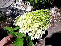 Гортензия метельчатая Вайт Лайт / С5 / Hydrangea Whitelight, 2 годовалая, контейнер 2 л