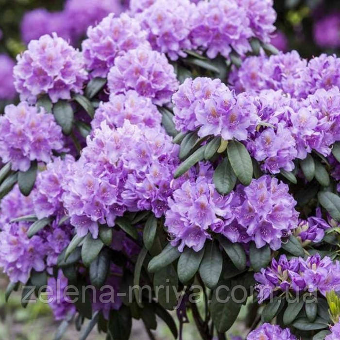 Рододендрон катевбінский Грандіфлорум ( Grandiflorum) 5л.