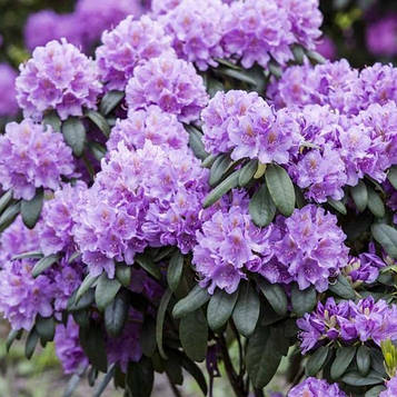 Рододендрон катевбінский Грандіфлорум ( Grandiflorum) 5л.