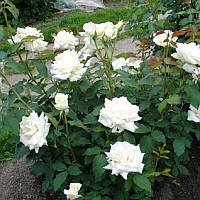 Роза чайно-гибридная Анастасия / Rosa Hybrid Tea Anastasia /