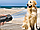 Ультразвуковий відлякувач Ultrasonic PU70 для собак з ліхтариком та функцією дресирування, фото 7