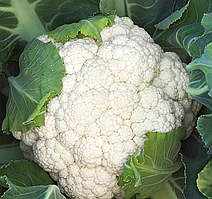 Капуста кольорова "Опал" 20 шт.