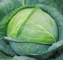 Капуста "Одісей"F1 20 шт.