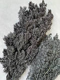 Аспарагус стабілізований чорний (80 гр), фото 3