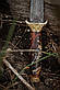 Кинжал ручної роботи «Стрендж #1» із ламінованого дамаська зі шкіряними піхвами, 61 HRC, фото 4