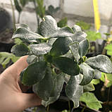 Красула Ундулатіфолія кучерява Crassula arborescens undilatifolia, фото 3