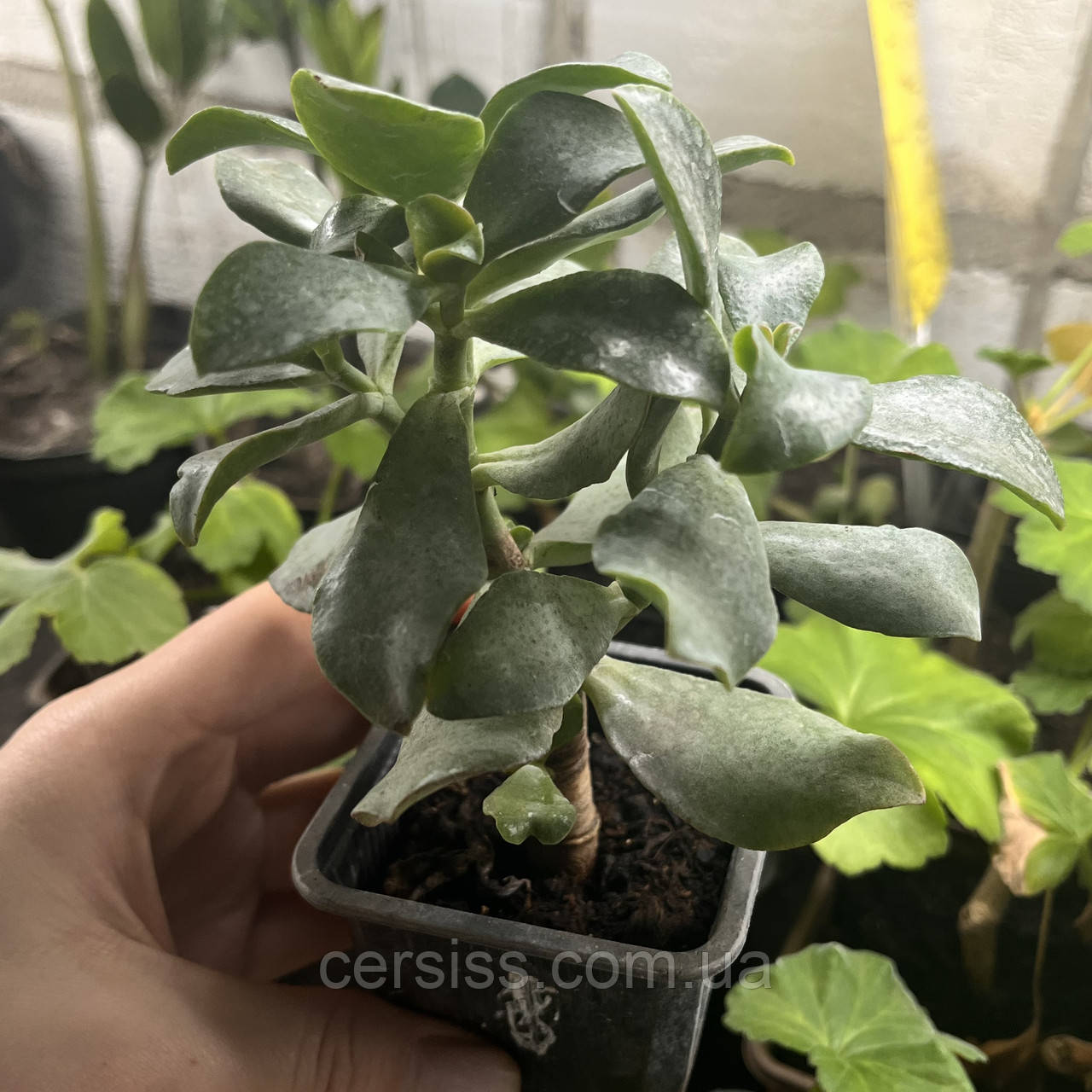 Красула Ундулатіфолія, Crassula arborescens undilatifolia