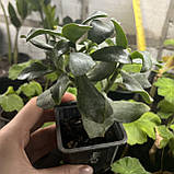 Красула Ундулатіфолія кучерява Crassula arborescens undilatifolia, фото 2