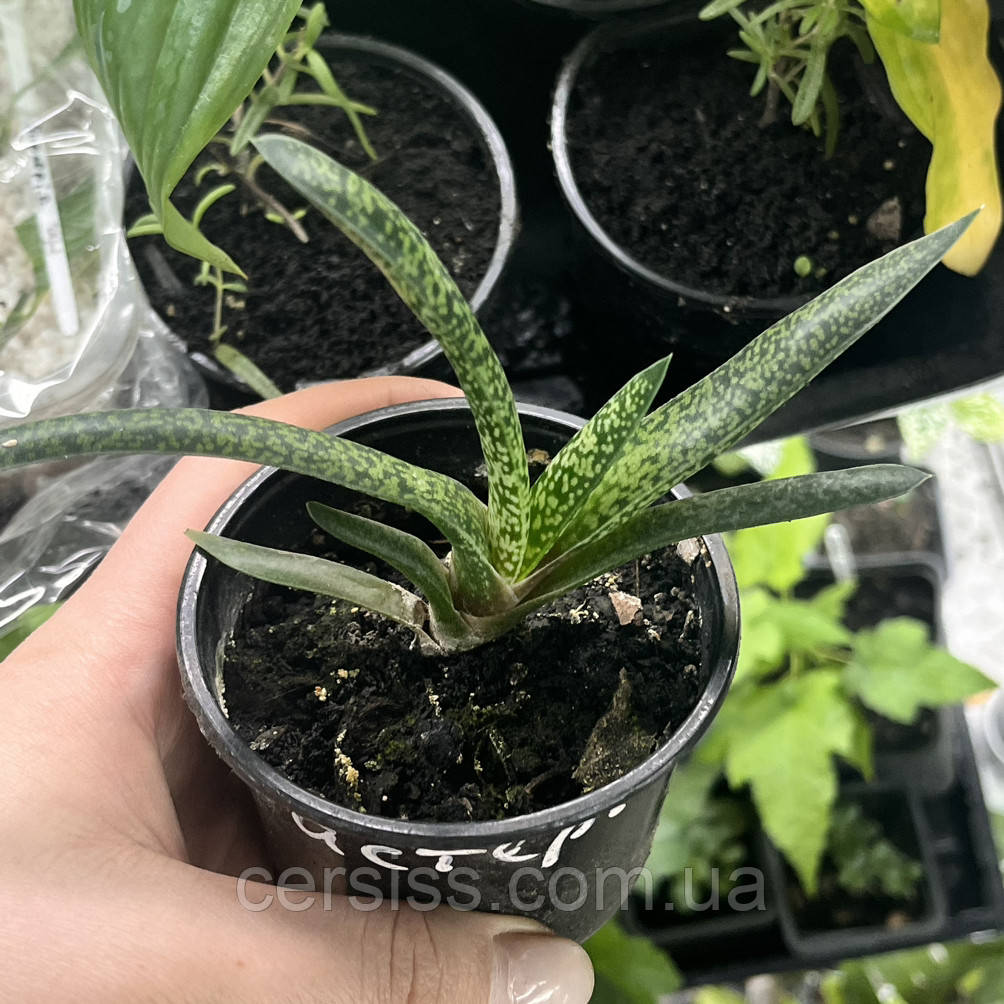 Гастерія (дітка), Gasteria