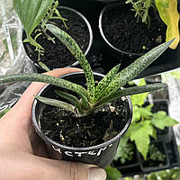 Гастерия (детка), Gasteria