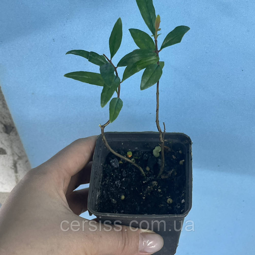 Гранат, Punica granatum