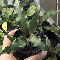 Криптантус двухполосый (детка), Cryptanthus bivittatus