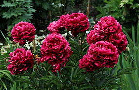 Півонія "Карл Розенфельд" (кореневище)